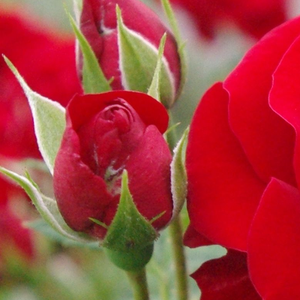 Rosa Grand Palace - rdeča - Vrtnice Floribunda